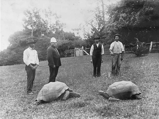 Photo: Jonathan the giant tortoise photographed on St Helena in 1900, when he was already 70 years old /BNPS