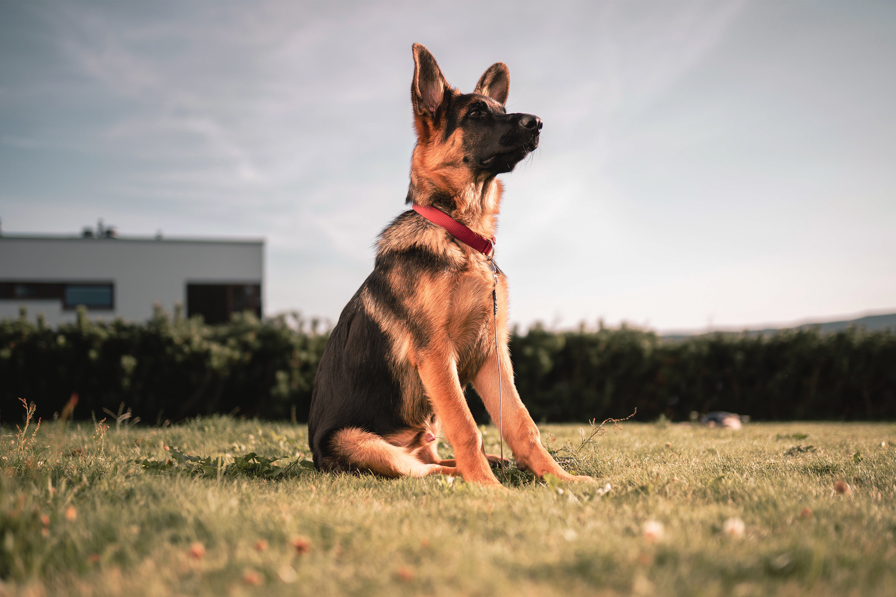 Какие породы собак — лучшие сторожи и телохранители: фото, описание