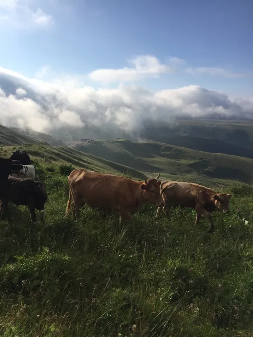 горы, коровы