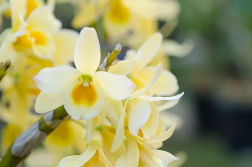 Жёлтая орхидея дендробиум