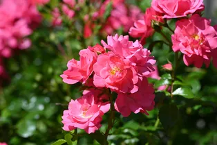 Спиртное на службе садовода: оживляем весной розовые кусты с помощью водки