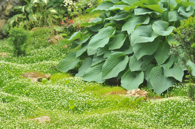 Сравнение с другими почвопокровными культурами