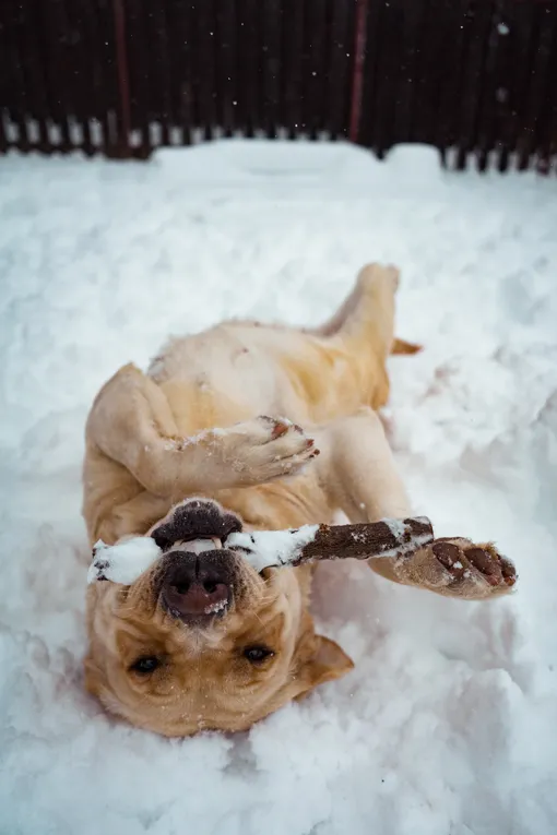 Собака на снегу фото
