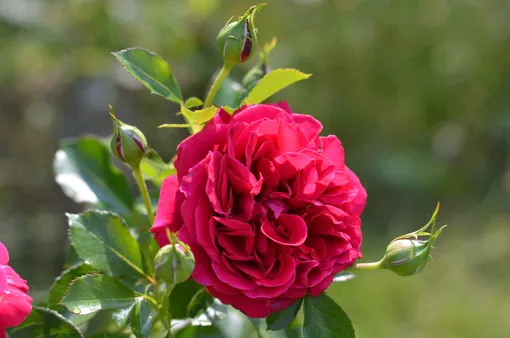Роза Король Артур