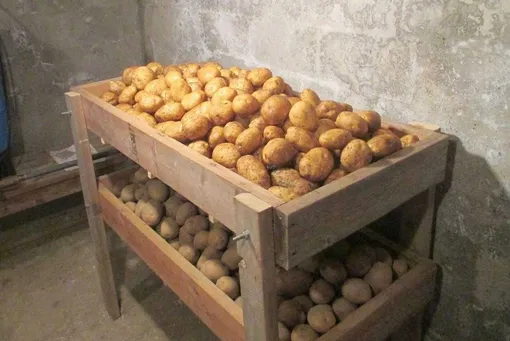 Как хранить картофель в погребе и подвале