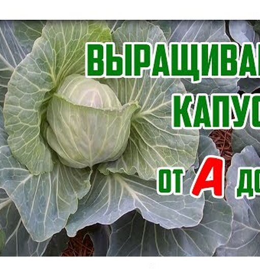Натисни та дивись