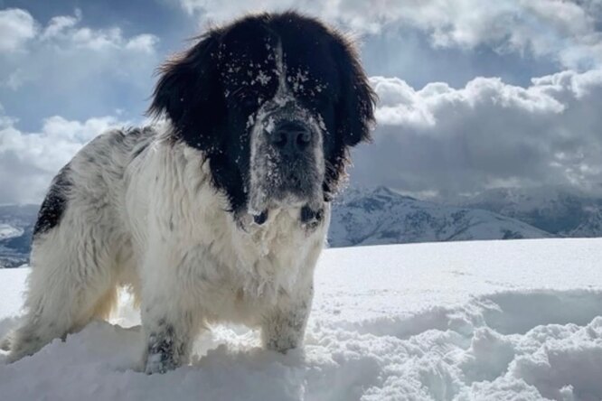 Ледовый центр организовал особое развлечение для тяжелобольной собаки