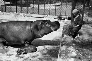 Как зоопарки спасали животных в войну: перекрашенные олени и чучельная диета
