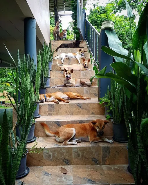 собаки на ступенях