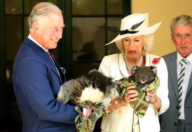 Встреча в Австралии с коалами не восхитила супругу будущего короля