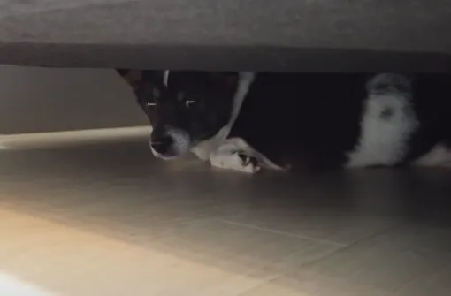 собака лезет под диван
