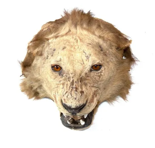 голова льва чучело