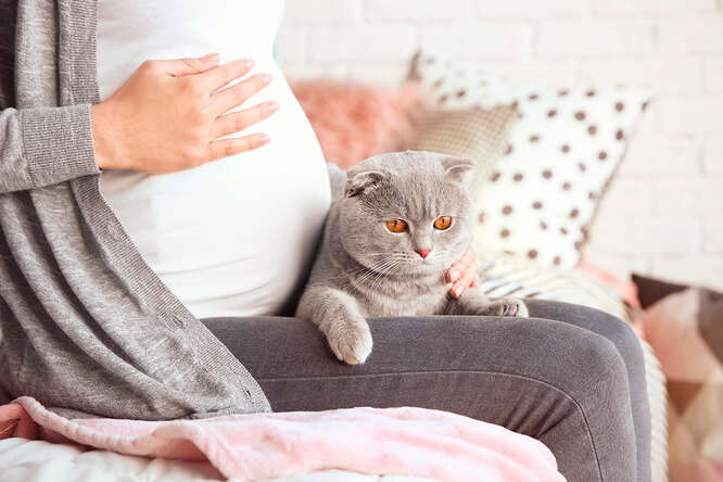 «Опасно не только для беременных» — что такое токсоплазмоз?