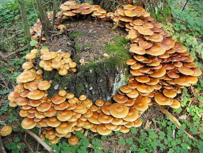 Опята на пне. Фото с сайта nashzelenyimir.ru