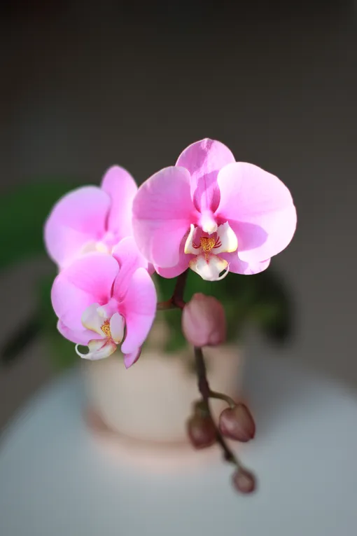 Фаленопсис предпочитает температуру воздуха в пределах 20-25°C, в то время как орхидея Ванда процветает при температуре 18-28°C.