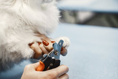 Как правильно подстригать когти кошке: от выбора ножниц до подготовки питомца