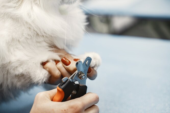 Как правильно подстригать когти кошке: от выбора ножниц до подготовки питомца