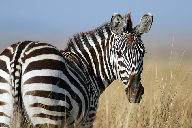 Зедонки и прочие зеброиды. Какие они: плоды любви зебры и других лошадиных?