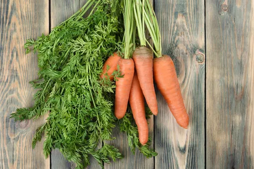 Чем полезна ботва моркови и что можно из неё сделать