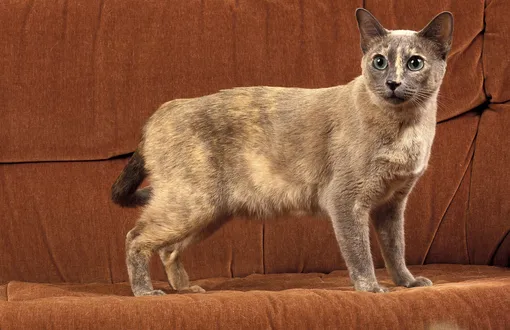 Тонкинская кошка комфортно живет с собакой в одной квартире