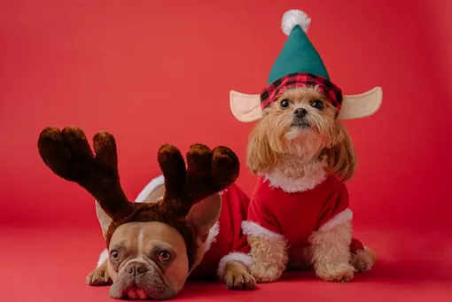 Собаки в рождественских нарядах
