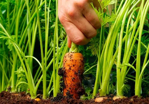 Как убирать морковь с грядки
