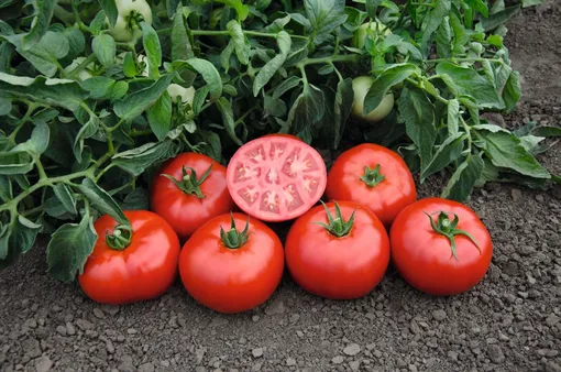 Посев «мясных» томатов на рассаду и выращивание до момента высадки в грунт не отличается от способов культивирования обычных помидоров