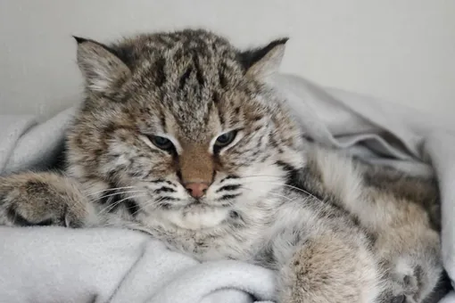 Приютский кот стал донором для умирающего хищника и в награду получил новый дом