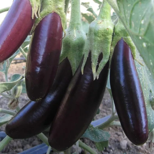 Баклажаны: как правильно выращивать в теплице