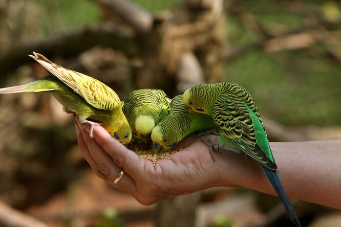 Что нельзя кормить попугаев - список запрещенных продуктов и признаки отравления, которых стоит избегать Что нельзя кормить попугаев: запрещенные продукты и симптомы отравления