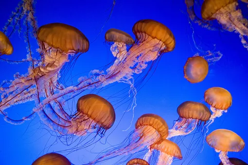 Интересные факты о медузах, которые вы не знали