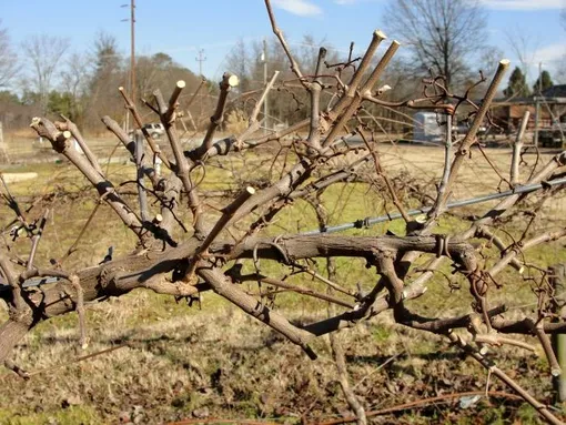 Формирование старой лозы винограда Изабелла: тонкости и премудрости