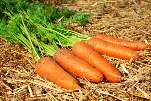 Выбор сорта и особенности подготовки моркови к зимнему хранению в земле