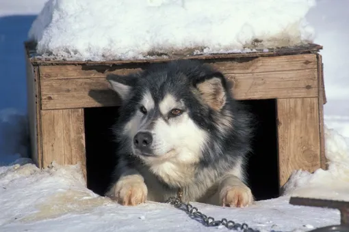 Породы собак, похожие на волка. Канадская эскимосская собака