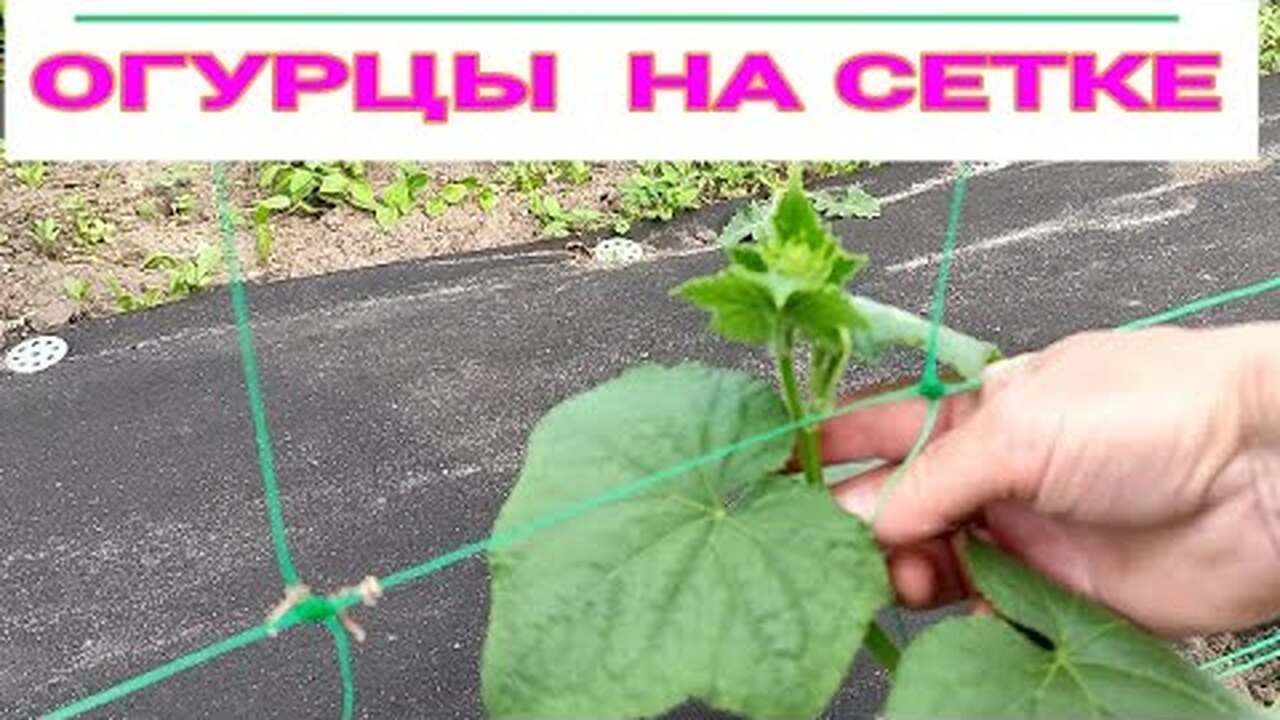 3 простых варианта шпалеры для выращивания огурцов: сетка, пирамида ...