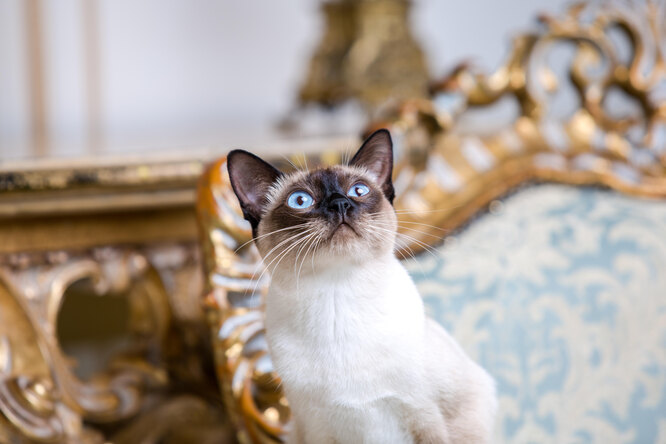 Королевские кошки: 4 породы, которые жили у королей и императоров