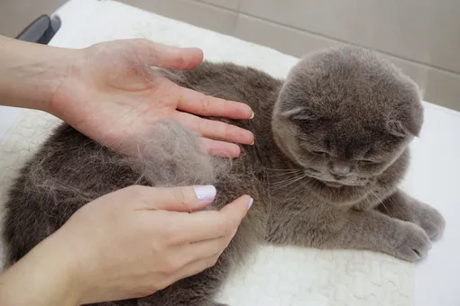 Вычесывайте кошку, чтобы уменьшить количество шерсти на одежде