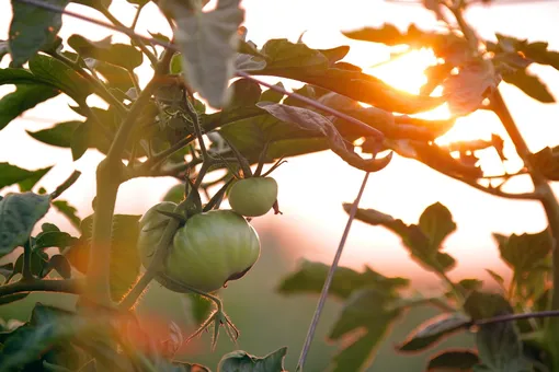 Предпочитают ли томаты утреннее или дневное солнце?