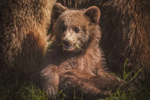 В Канаде задержали медвежонка, который пытался незаконно пересечь границу с США