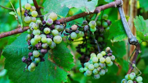 болезни винограда фото болезни винограда описание лечение какие болезни винограда