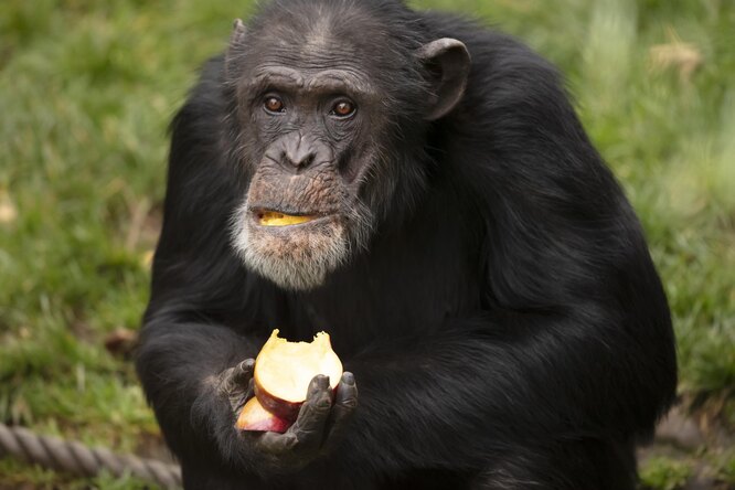 Шимпанзе перед смертью «по-человечески» простилась со старым другом биологом
