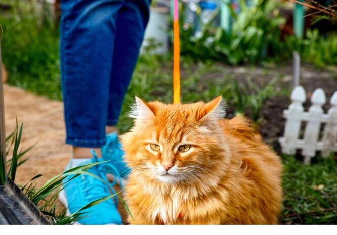 рыжий кот на прогулке рыжий кот на прогулке