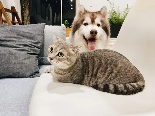 кошка и собака на диване