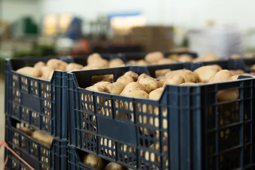 Важно соблюдать условия хранения картофеля, тогда он долежит до следующего лета