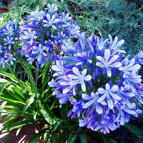 Agapanthus