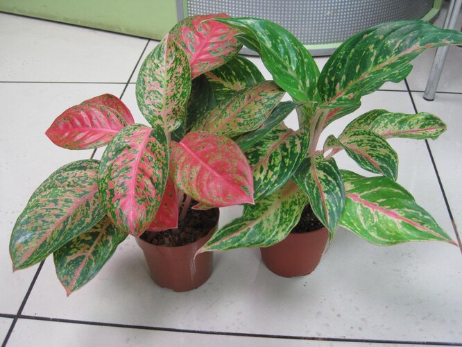 Aglaonema