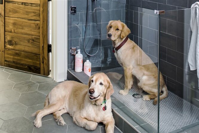 Душ для собак: новый тренд в современных домах и квартирах