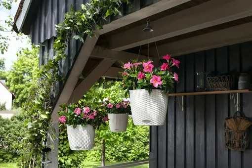 4 цветущих растения для подвесных корзин, которые идеально подходят для тени
