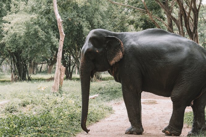 Певица Шер встретилась с самым одиноким слоном в мире