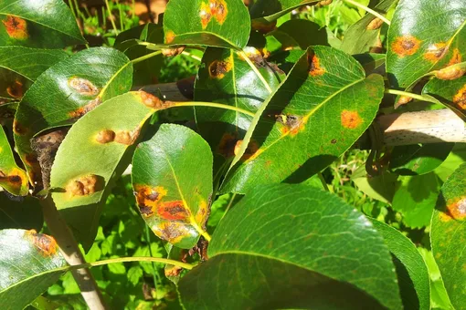 Способы лечения ржавчины на листьях плодовых деревьев и кустарников